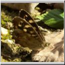 Pararge aegeria - Waldbrettspiel 10.jpg